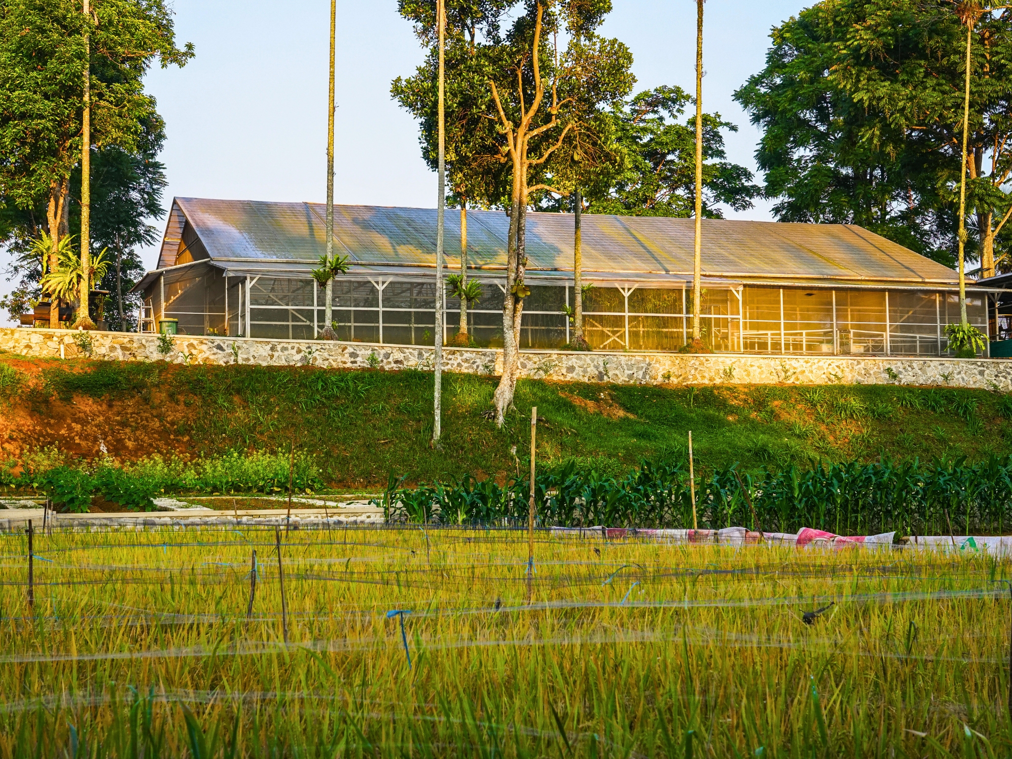 Field