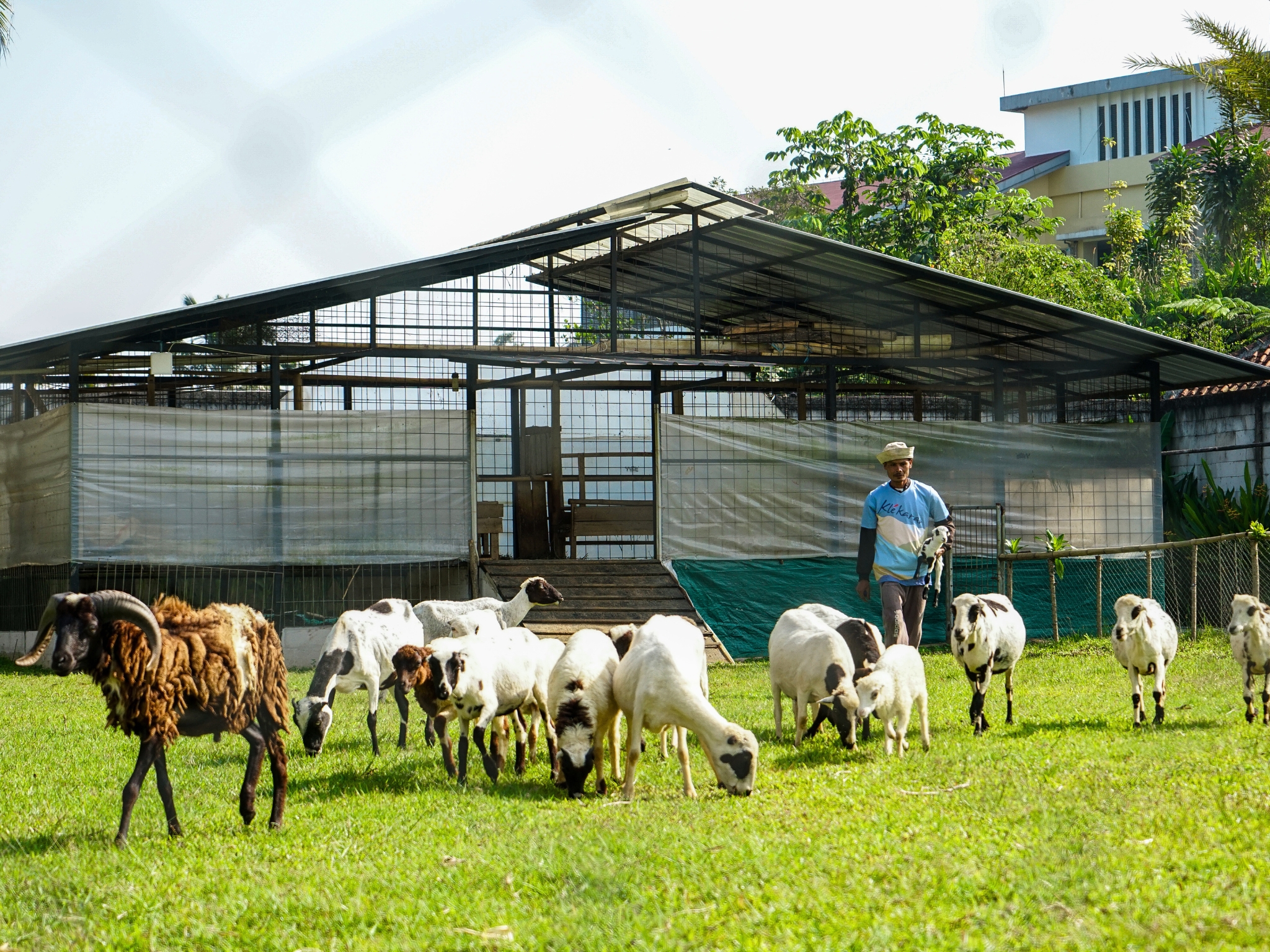 Kandang Kambing